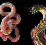before human life
