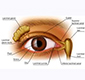 logo of eye